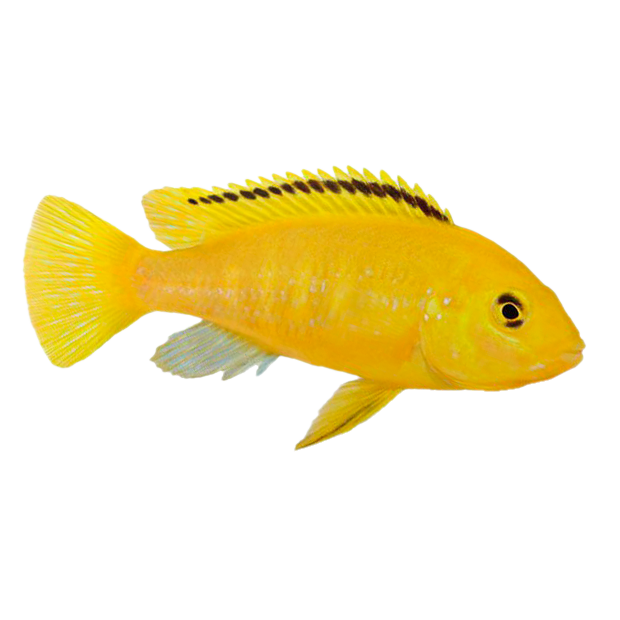 Imagem do peixe Labidochromis